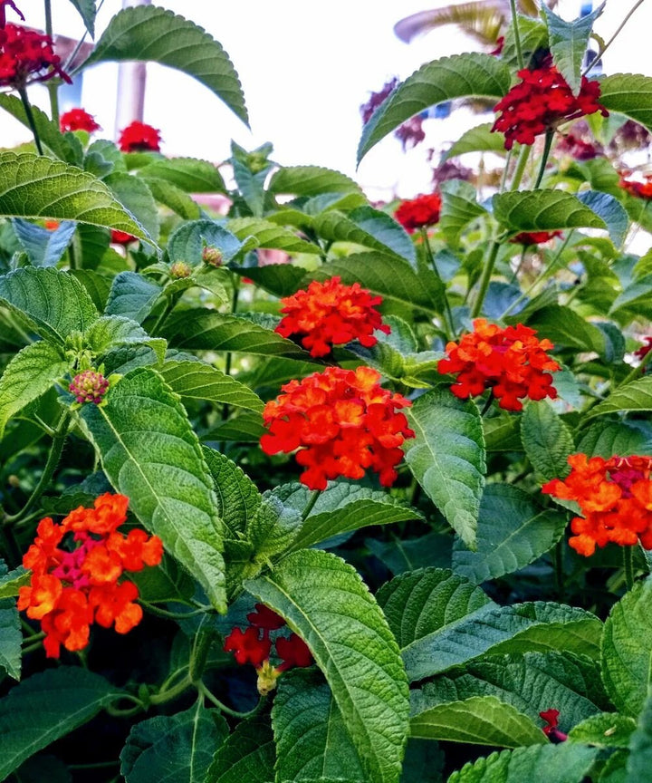 Lantana Flower Seeds Red – Heirloom, Non-GMO, High Germination Organic Garden Seeds