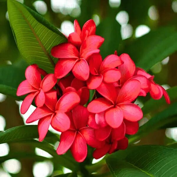 Semillas de Flor de Frangipani Rojo – Cimiente, No-GMO, Alta Germinación