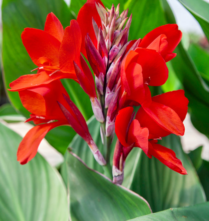Canna Flower Seeds Red – Heirloom, Non-GMO, High Germination Organic Garden Seeds