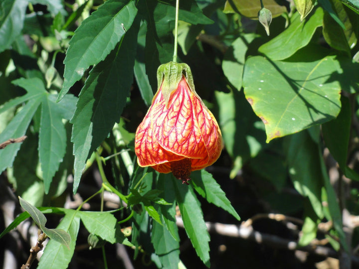 Abutilon Striatum Flower Seeds for Planting – Heirloom Non-GMO High Germination Organic Seeds
