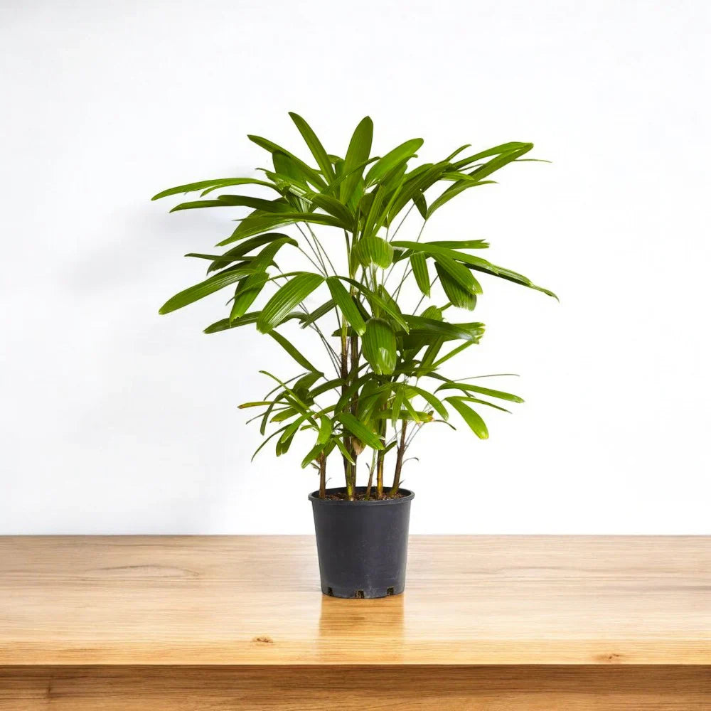Green Rhapis herb seeds