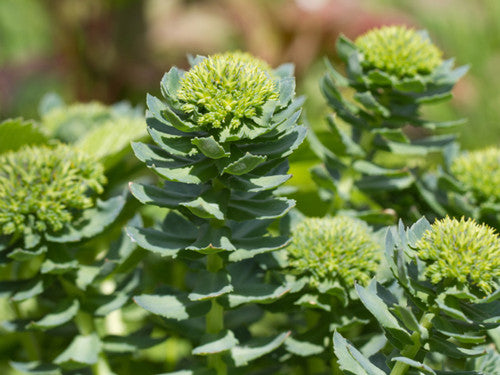 Green Rhodiola Rosea Plant Seeds for Planting – Heirloom, Non-GMO Garden Seeds