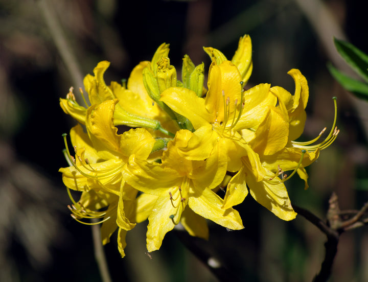Light Yellow Rhododendron Flower Seeds – Heirloom Non-GMO High Germination Seeds