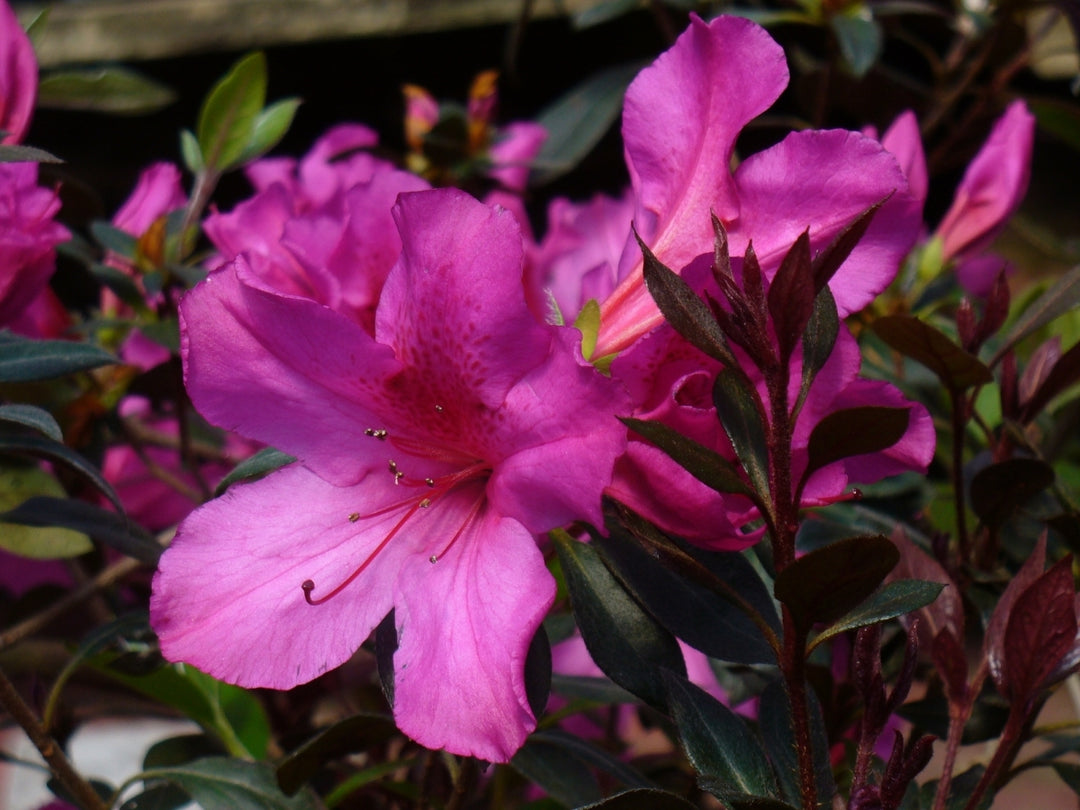 Azalea Flower Seeds Pink for Planting Heirloom Non-GMO High Germination Organic Garden Seeds