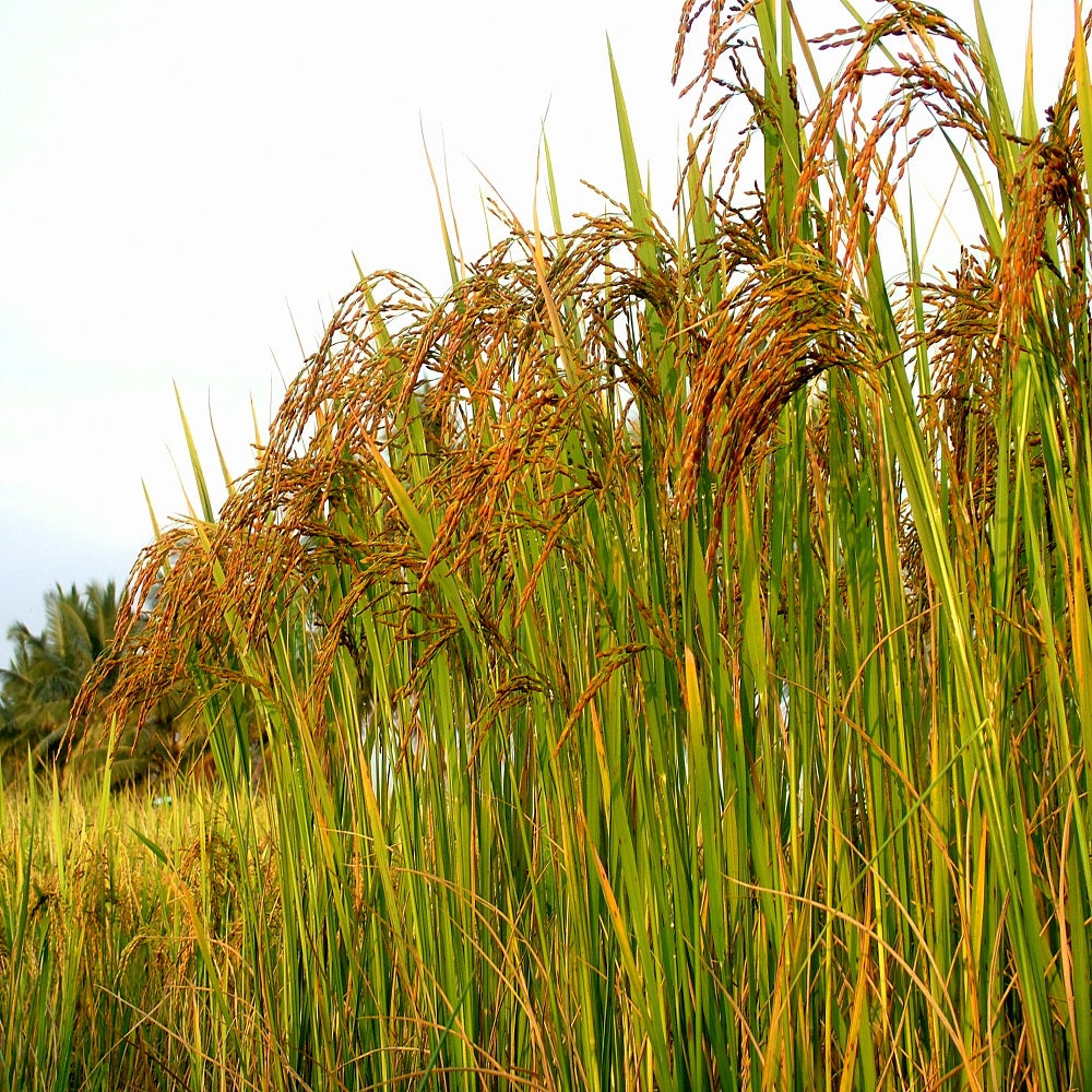 Red Rice herb seeds