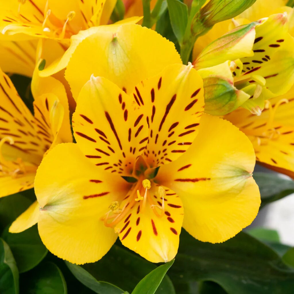 Giant Alstroemeria Flower Seeds Yellow – Heirloom, Non-GMO, High Germination