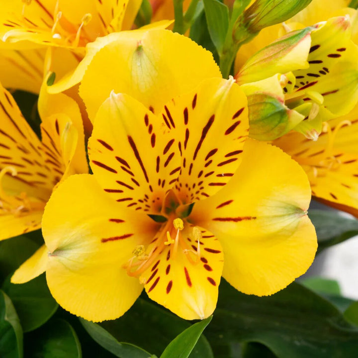 Giant Alstroemeria Flower Seeds Yellow – Heirloom, Non-GMO, High Germination
