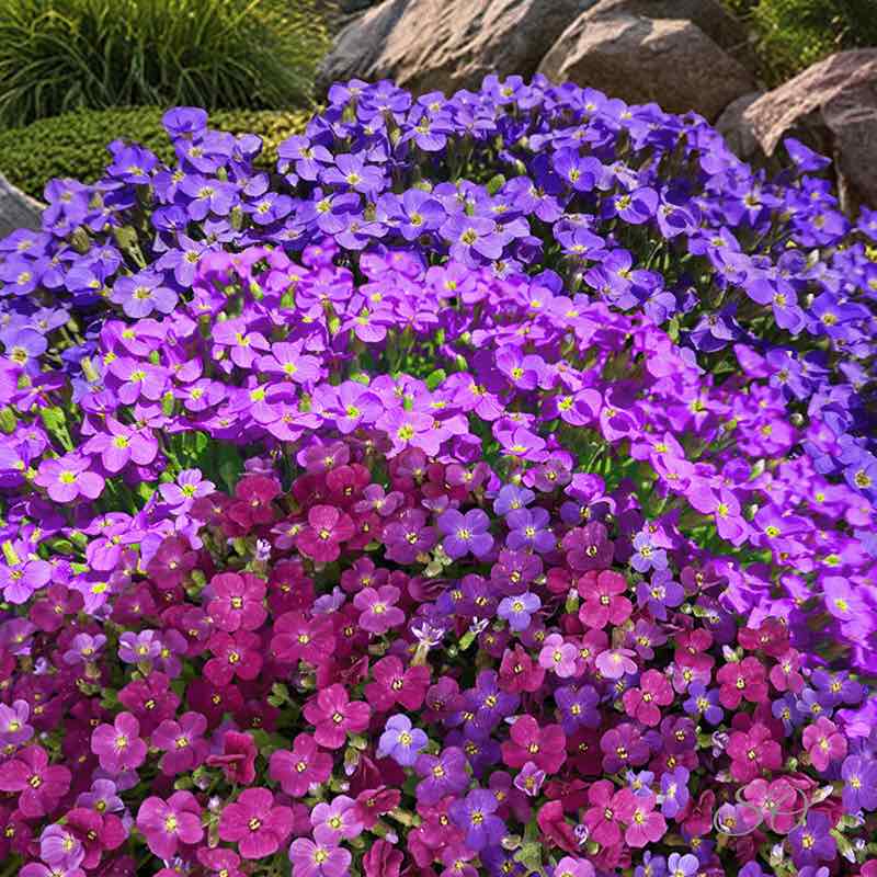 Mixed Organic Cress Flower Seeds – Heirloom, Non-GMO, High Germination Seeds