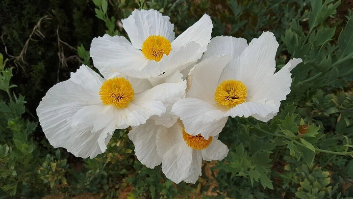 Coulteri-Blumensamen Weiß zum Pflanzen – Alte Sorte Gentechnikfrei Hohe Keimfähigkeit Samen