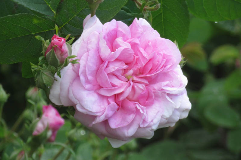 Pink Damask Rose Flower Seeds Heirloom Non-GMO High Germination Organic Garden Seeds for Planting