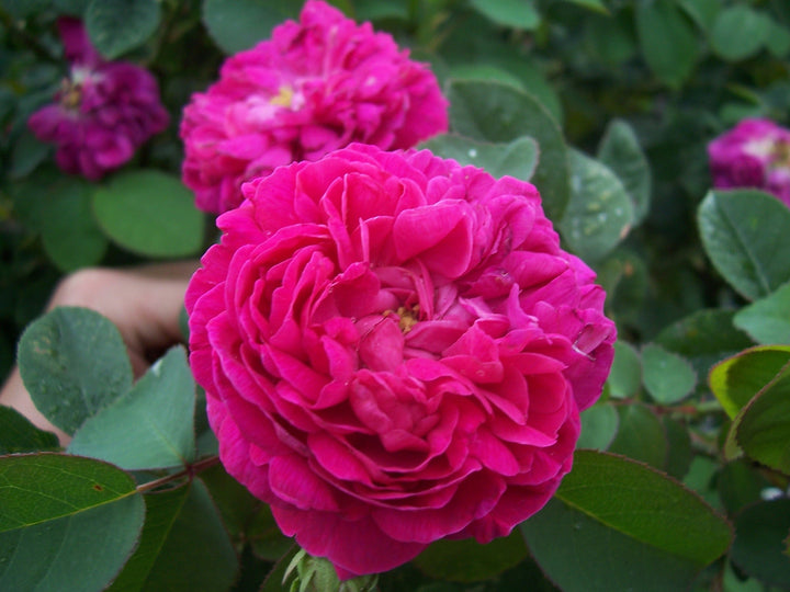 Damask Rose Flower Seeds – Heirloom, Non-GMO, High Germination Organic Garden Seeds