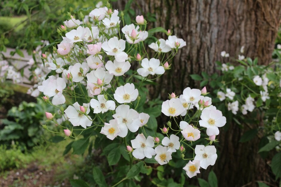 himalayan musk flower seeds