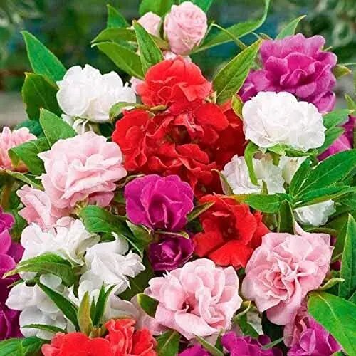 Balsam Flower Seeds Mixed for Planting – Heirloom Non-GMO High Germination Organic Seeds