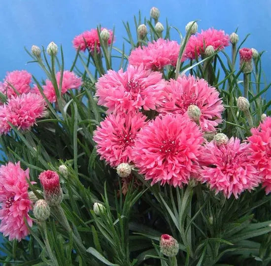 rosecoloredannualherbflowercentaureacyanusflowerheirloomnongmohighgerminationorganicgarden flower seeds