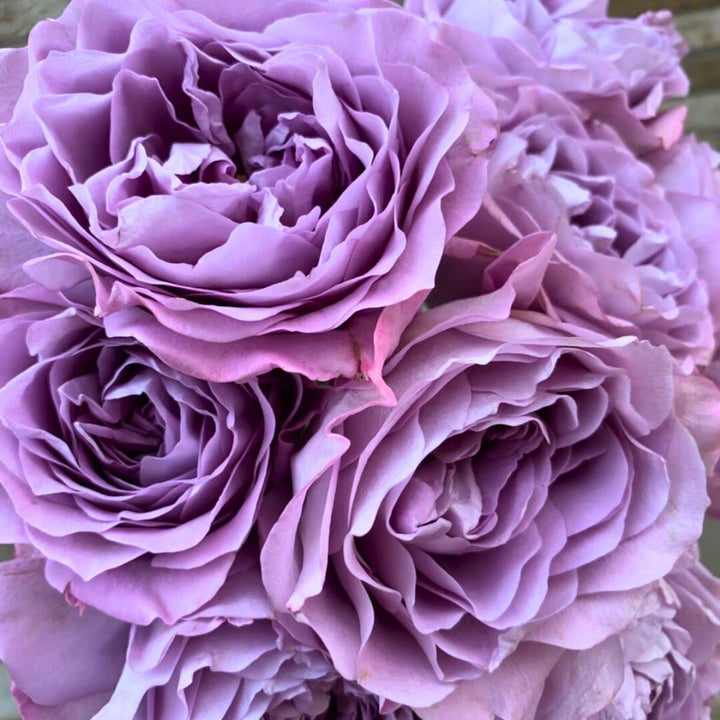 Perennial Peony Flower Seeds Purple – Heirloom, Non-GMO, High Germination Seeds