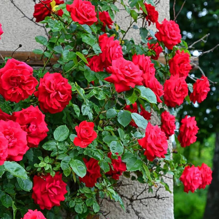 Climbing Rose Flower Seeds Red for Planting – Heirloom Non-GMO High Germination Seeds