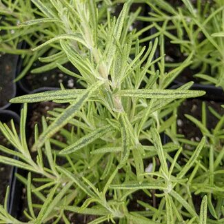 Golden Rain Rosemary Plant Seeds for Planting – Heirloom Non-GMO High Germination Organic Garden Seeds