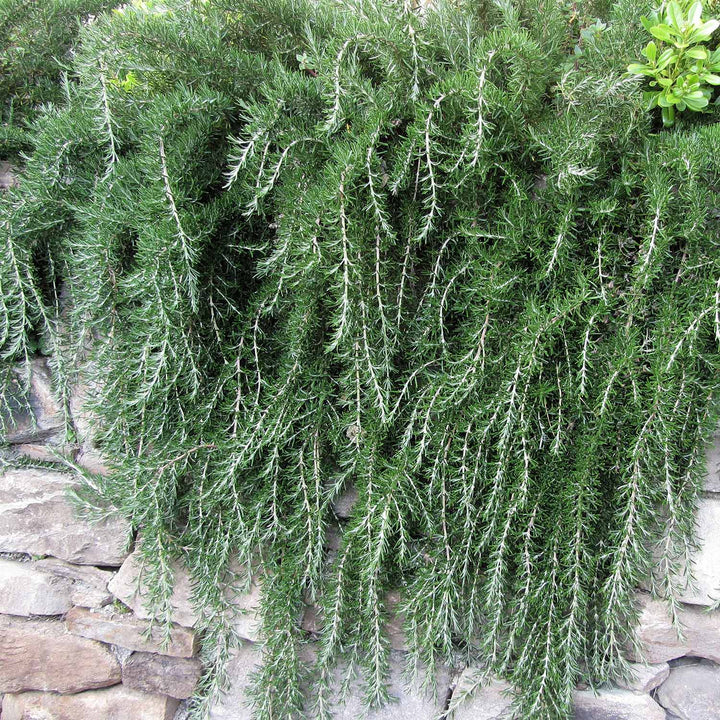 Trailing Irene Rosemary Herb Plant Seeds – Heirloom Non-GMO High Germination Seeds