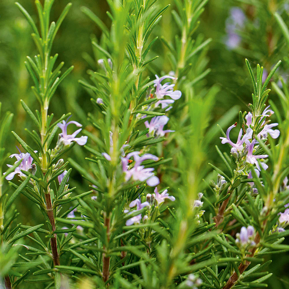 Rosemary Rosmarinus herb seeds