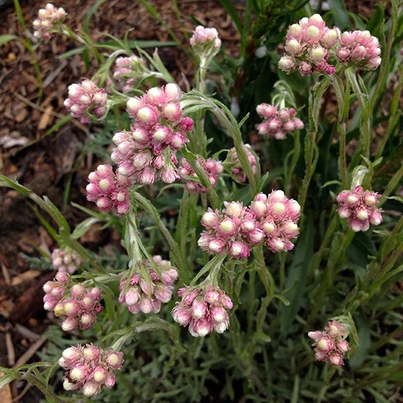 Rosa Katzenpfötchen Blumensamen – Historische, gentechnikfreie Samen mit hoher Keimfähigkeit zum Pflanzen