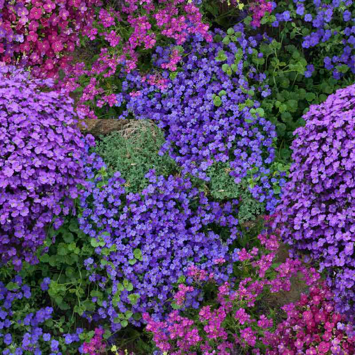 Mixed Cress Flower Seeds – Heirloom, Non-GMO, High Germination Seeds