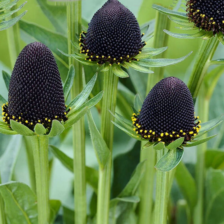 Black Rudbeckia Flower Seeds for Planting – Heirloom Non-GMO High Germination Seeds