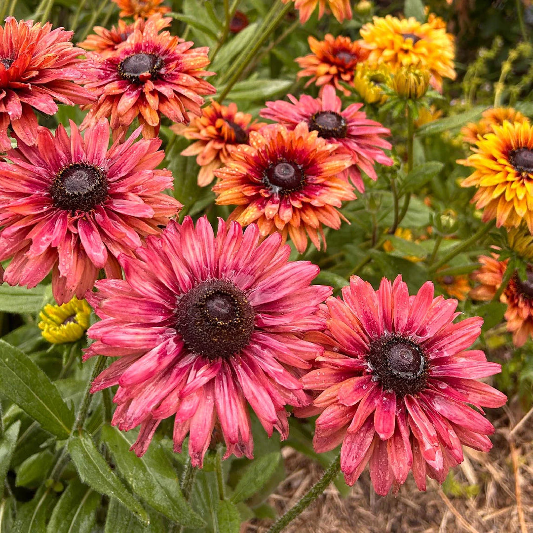 rudbeckia sahara flower seeds