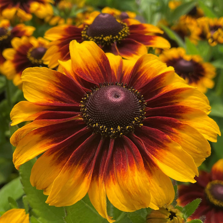 Maroon Yellow Rudbeckia Flower Seeds – Heirloom, Non-GMO, High Germination Seeds
