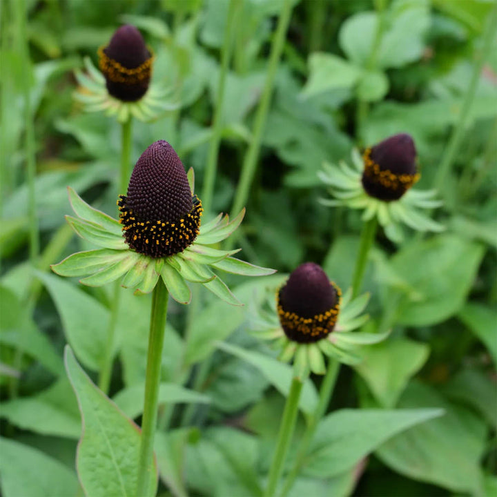 Semillas de flor de Rudbeckia verde – Cimarrón, no transgénico, semillas de alta germinación