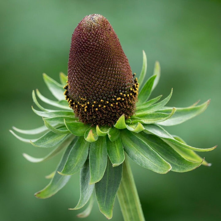 Semillas de flor de Rudbeckia verde – Cimarrón, no transgénico, semillas de alta germinación