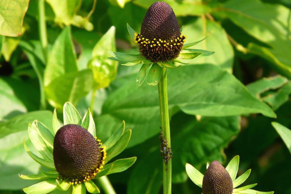 Semillas de flor de Rudbeckia verde – Cimarrón, no transgénico, semillas de alta germinación