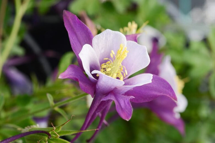 Aquilegia Flower Seeds White Violet for Planting – Heirloom Non-GMO High Germination Organic Seeds