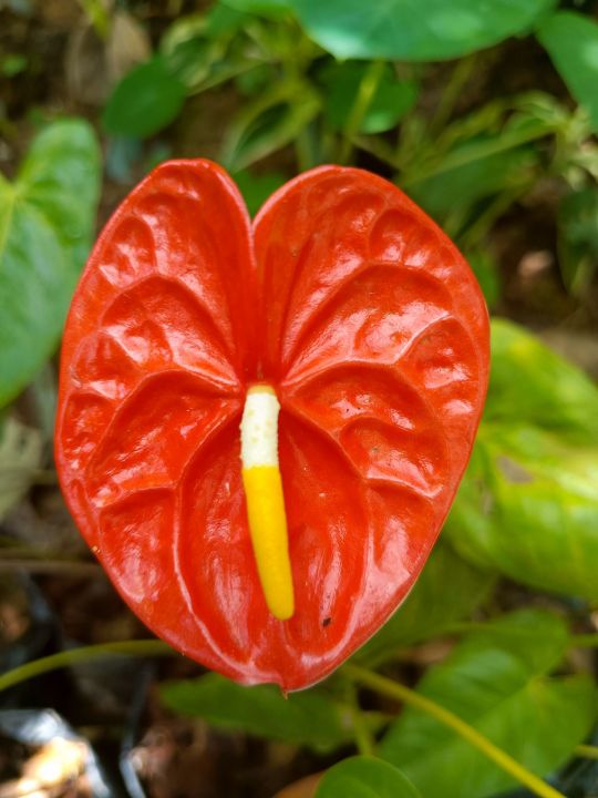 Giant Anthurium Flower Seeds Red for Planting Heirloom Non-GMO High Germination Organic Garden Seeds