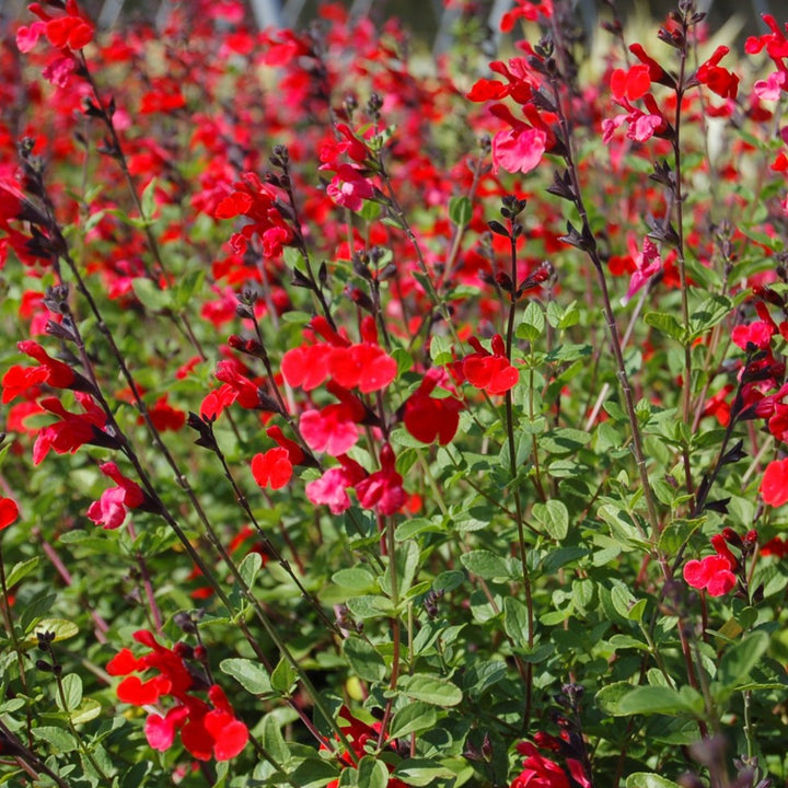 Red Lavender Flower Seeds – Heirloom, Non-GMO, High Germination Seeds