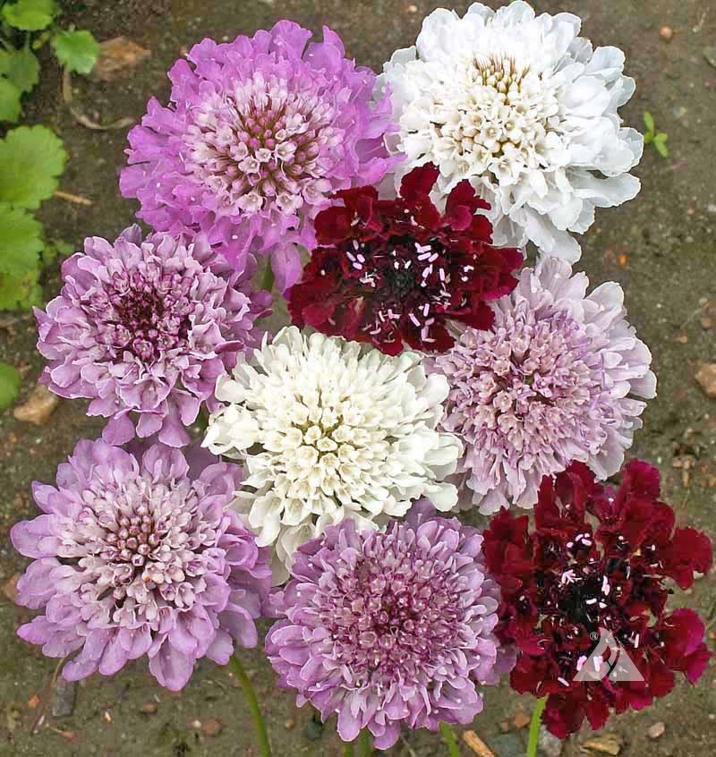 Mixed Scabiosa Atropurpurea Flower Seeds – Heirloom, Non-GMO, High Germination Seeds