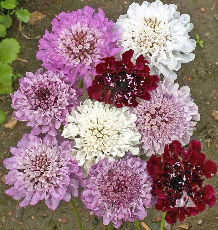 Mixed Scabiosa Atropurpurea Flower Seeds – Heirloom, Non-GMO, High Germination Seeds