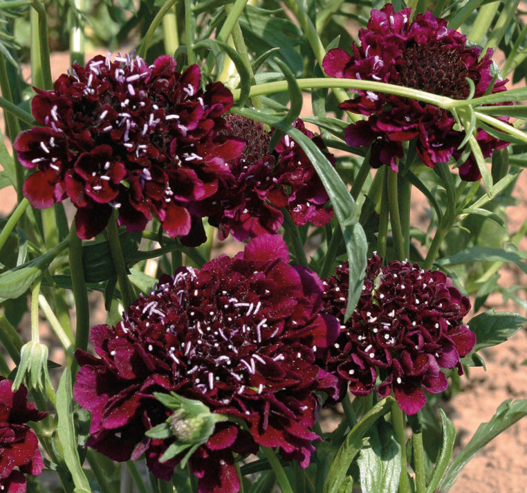 Chocolate Scabiosa Atropurpurea Flower Seeds – Heirloom Non-GMO High Germination