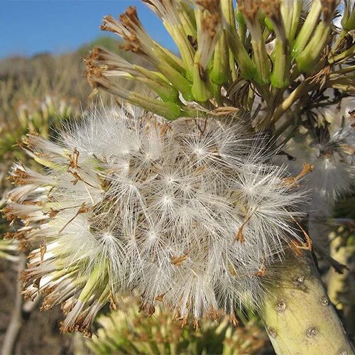 Kleinia Flower Seeds White – Heirloom, Non-GMO, High Germination Seeds for Planting