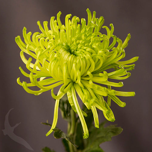 Green Spider Chrysanthemum Courtyard Flower Seeds – Heirloom, Non-GMO Seeds