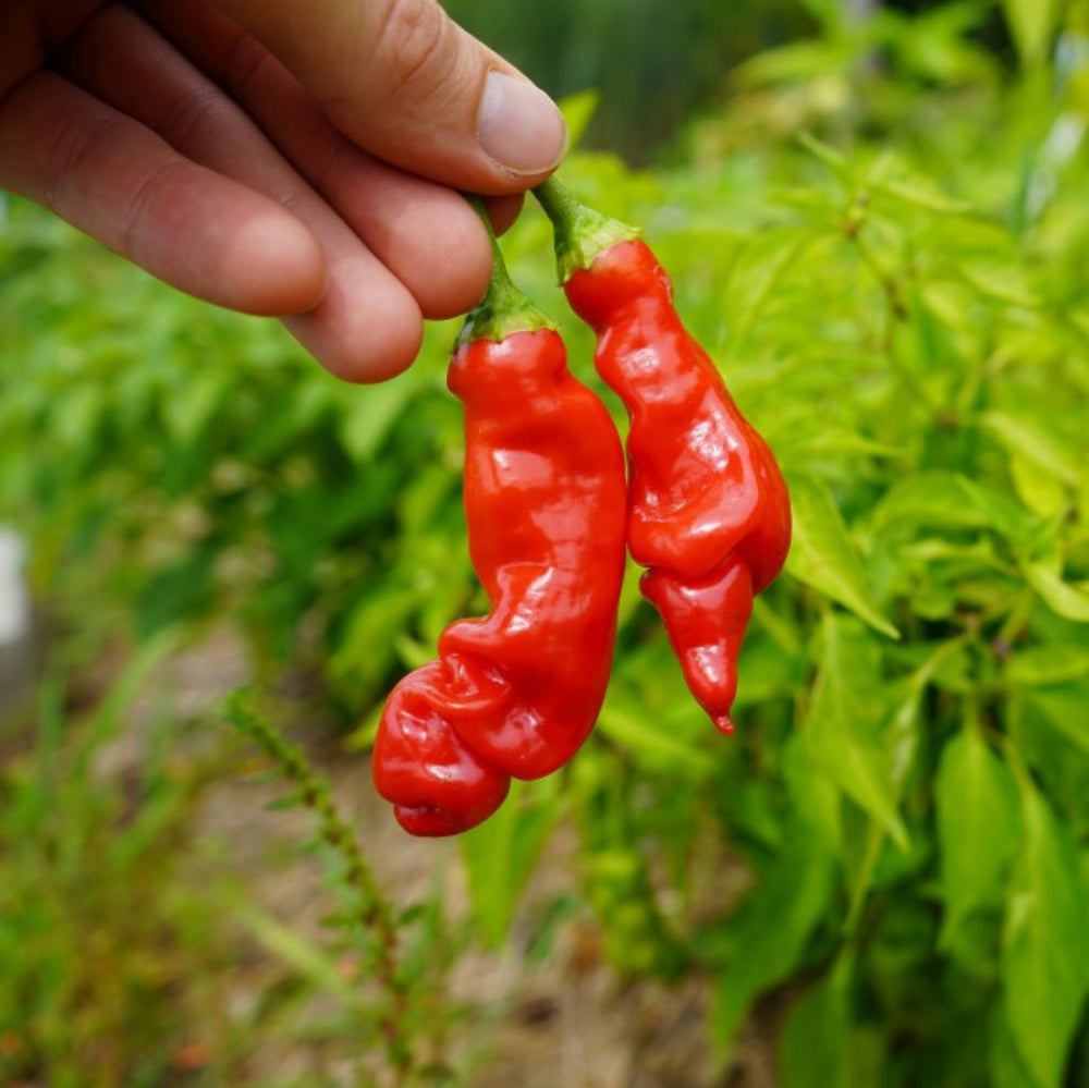 peter pepper flower seeds