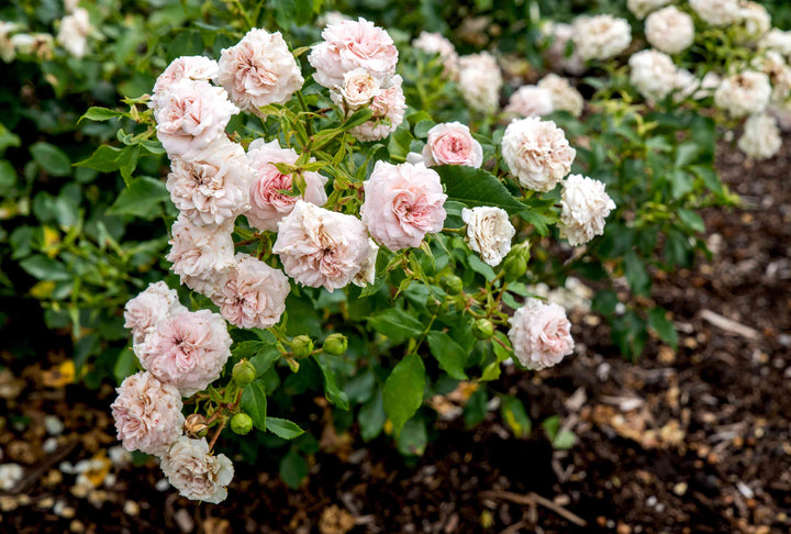 Floribunda Rose Flower Seeds for Planting – Heirloom Non-GMO Seeds