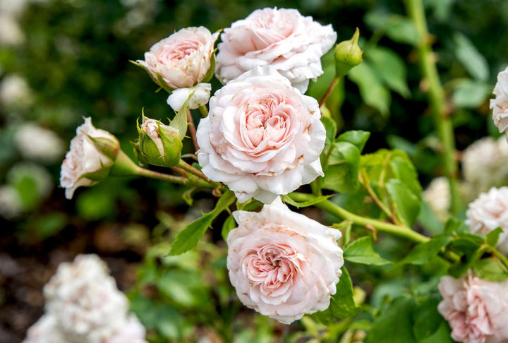Floribunda Rose Flower Seeds for Planting – Heirloom Non-GMO Seeds