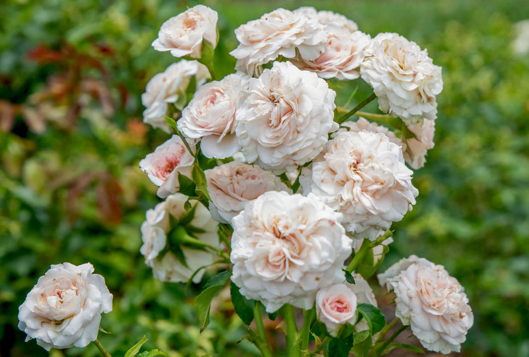 Floribunda Rose Flower Seeds for Planting – Heirloom Non-GMO Seeds