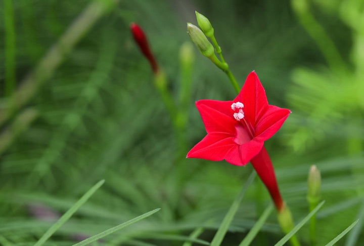 Red Eccremocarpus Flower Seeds – Heirloom Non-GMO High Germination Seeds