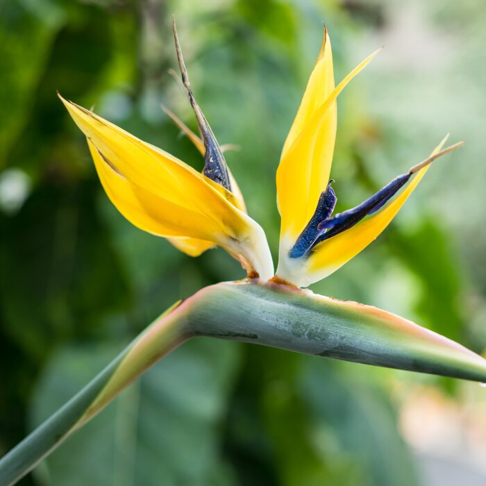 Yellow Bird Paradise Flower Seeds for Planting – Heirloom, Non-GMO, High Germination, Organic Garden Seeds