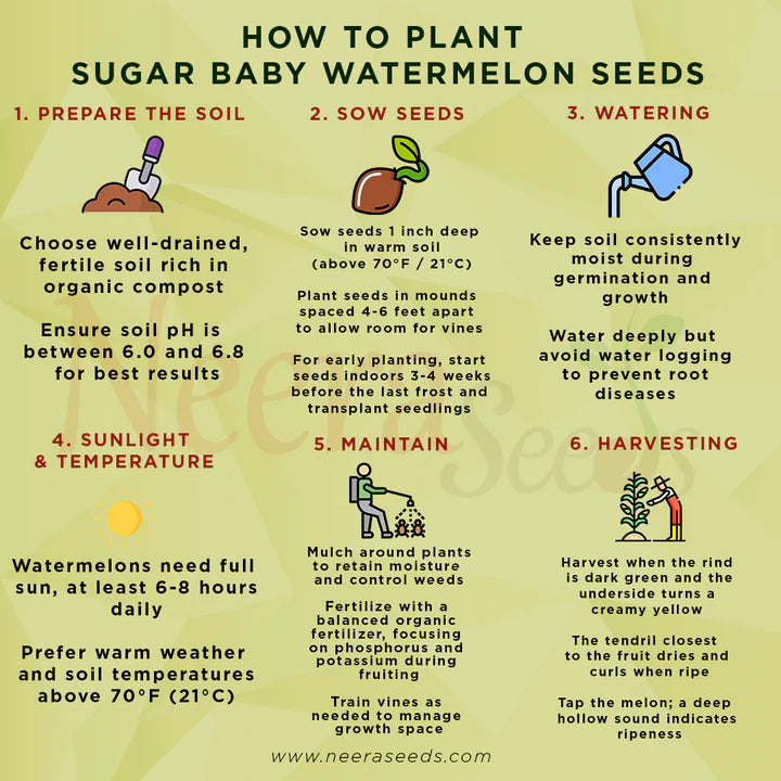 Sugar Baby Watermelon Seeds for Planting Heirloom Non-GMO High Germination Organic Garden Seeds