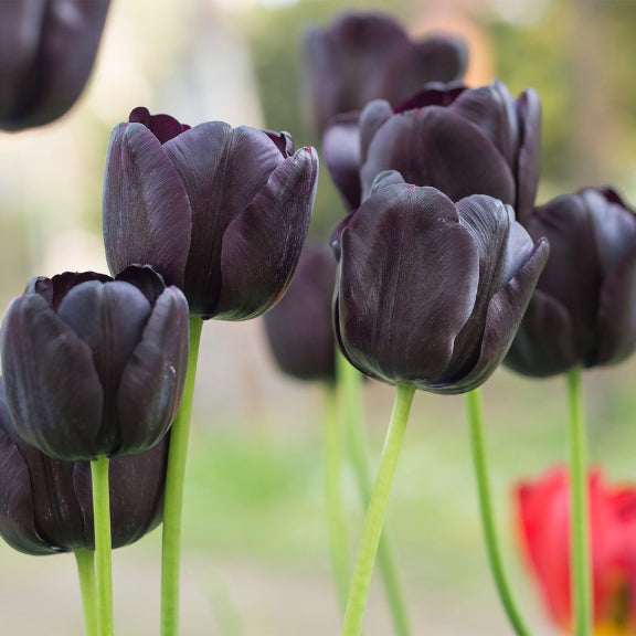 Black Tulip Flower Seeds Perennial – Heirloom Non-GMO High Germination Garden Seeds