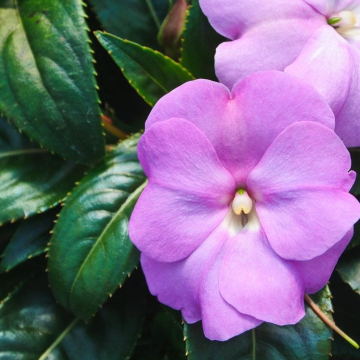 Semillas de flor de impatiens lavanda – Herencia, no transgénicas, alta germinación