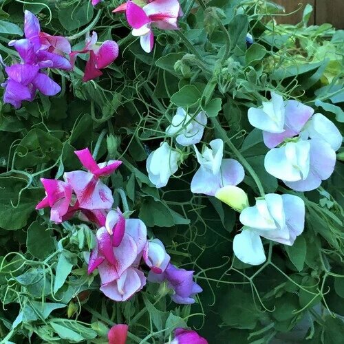Mischung aus Lathyrus Odoratus Blumensamen – Alte Sorte, gentechnikfrei, hohe Keimfähigkeit