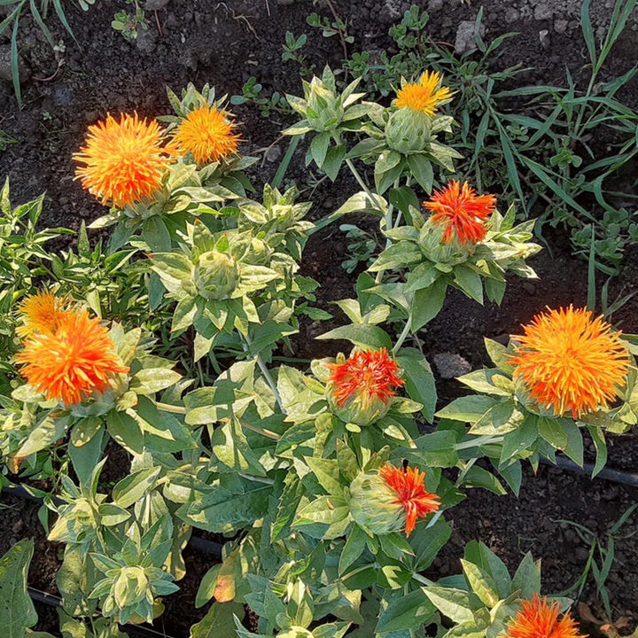 Orange Safflower Flower Seeds – Heirloom, Non-GMO, High Germination Seeds
